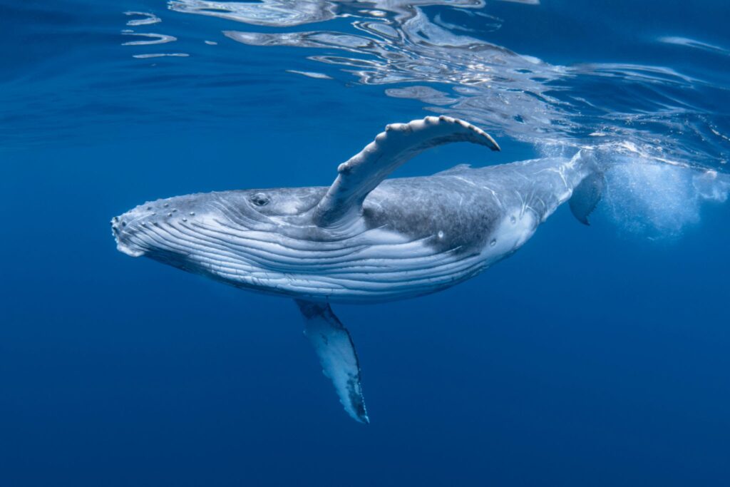 baleia em alto mar