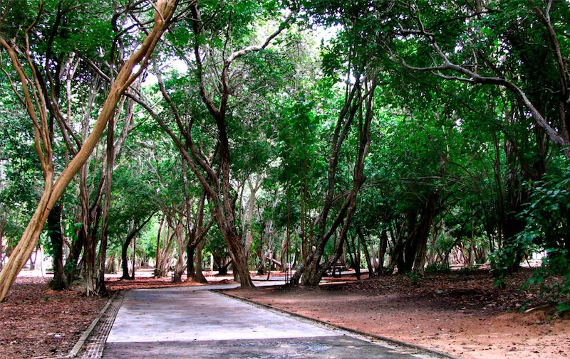 bosque dos namorados