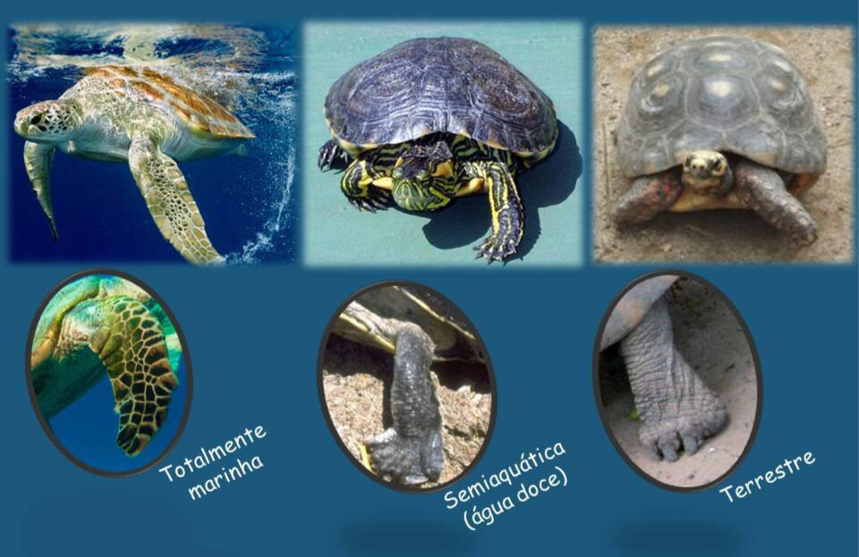 Imagem ática mostrando as differenças entre tartarugas marinhas, de agua doce e terrestres. 